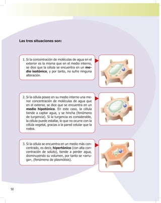 50
1. Si la concentración de moléculas de agua en el
exterior es la misma que en el medio interno,
se dice que la célula se encuentra en un me-
dio isotónico, y por tanto, no sufre ninguna
alteración.
2. Si la célula posee en su medio interno una me-
nor concentración de moléculas de agua que
en el exterior, se dice que se encuentra en un
medio hipotónico. En este caso, la célula
tiende a captar agua, y se hincha (fenómeno
de turgencia). Si la turgencia es considerable,
la célula puede estallar, lo que no ocurre con la
célula vegetal, gracias a la pared celular que la
rodea.
3. Si la célula se encuentra en un medio más con-
centrado, es decir, hipertónico (con alta con-
centración de soluto), tiende a perder agua,
disminuyendo su volumen, por tanto se «arru-
ga», (fenómeno de plasmólisis).
Las tres situaciones son:
 