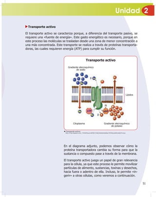 Unidad 2
51
Transporte activo
El transporte activo se caracteriza porque, a diferencia del transporte pasivo, se
requiere una «fuente de energía». Este gasto energético es necesario, porque en
este proceso las moléculas se trasladan desde una zona de menor concentración a
una más concentrada. Este transporte se realiza a través de proteínas transporta-
doras, las cuales requieren energía (ATP) para cumplir su función.
Transporte activo.
http://3.bp.blogspot.com/_TYKXEPKoytc/SRF967rYhBI/AAAAAAAABOo/TRTtPesxNAM/s400/F5.bmp
En el diagrama adjunto, podemos observar cómo la
proteína transportadora cambia su forma para que la
sustancia o compuesto pase a través de la membrana.
El transporte activo juega un papel de gran relevancia
para la célula, ya que este proceso le permite movilizar
partículas de alimento, sustancias, toxinas y desechos,
hacia fuera o adentro de ella. Incluso, le permite «in-
gerir» a otras células, como veremos a continuación.
Gradiente elecroquímico
de sodio
Transporte activo
Lípidos
Gradiente elecroquímico
de potasio
Citoplasma
 