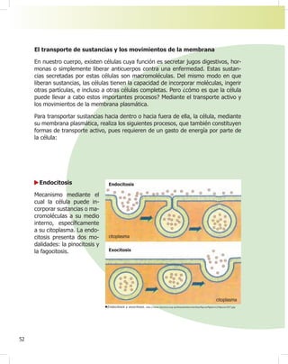 52
El transporte de sustancias y los movimientos de la membrana
En nuestro cuerpo, existen células cuya función es secretar jugos digestivos, hor-
monas o simplemente liberar anticuerpos contra una enfermedad. Estas sustan-
cias secretadas por estas células son macromoléculas. Del mismo modo en que
liberan sustancias, las células tienen la capacidad de incorporar moléculas, ingerir
otras partículas, e incluso a otras células completas. Pero ¿cómo es que la célula
puede llevar a cabo estos importantes procesos? Mediante el transporte activo y
los movimientos de la membrana plasmática.
Para transportar sustancias hacia dentro o hacia fuera de ella, la célula, mediante
su membrana plasmática, realiza los siguientes procesos, que también constituyen
formas de transporte activo, pues requieren de un gasto de energía por parte de
la célula:
Endocitosis
Mecanismo mediante el
cual la célula puede in-
corporar sustancias o ma-
cromoléculas a su medio
interno, especí¿camente
a su citoplasma. La endo-
citosis presenta dos mo-
dalidades: la pinocitosis y
la fagocitosis.
Endocitosis
Exocitosis
citoplasma
citoplasma
Endocitosis y exocitosis. http://www.bionova.org.es/biocast/documentos/¿gura/¿gtem12/¿gura1207.jpg
 