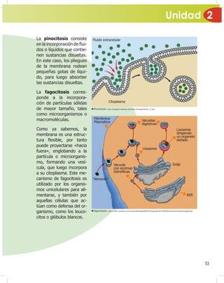 Unidad 2
53
La pinocitosis consiste
en la incorporación de Àui-
dos o líquidos que contie-
nen sustancias disueltas.
En este caso, los pliegues
de la membrana rodean
pequeñas gotas de líqui-
do, para luego absorber
las sustancias disueltas.
La fagocitosis corres-
ponde a la incorpora-
ción de partículas sólidas
de mayor tamaño, tales
como microorganismos o
macromoléculas.
Como ya sabemos, la
membrana es una estruc-
tura Àexible, por tanto
puede proyectarse «hacia
fuera», englobando a la
partícula o microorganis-
mo, formando una vesí-
cula, que luego incorpora
a su citoplasma. Este me-
canismo de fagocitosis es
utilizado por los organis-
mos unicelulares para ali-
mentarse, y también por
aquellas células que ac-
túan como defensa del or-
ganismo, como los leuco-
citos o glóbulos blancos.
Pinocitosis. http://antgem.iespana.es/tema13images/tema_11.gif
Fagocitosis. http://¿les.myopera.com/tutoriabiologiaUBAXXI/blog/66a3dc349dc¿lenameD232typeimagegif.gif
Lisosoma
dirigiendo
un organelo
dañado
Lisosoma
Membrana
Plasmática
“Alimento”
Vacuola
con enzimas
hidrofílicas
Golgi
RER
Vacuolas
digestivas
Fluido extracelular
Citoplasma
 