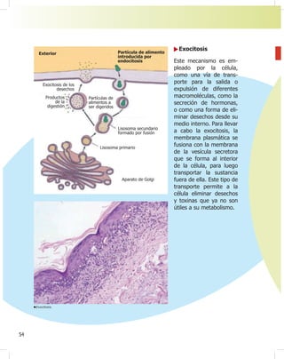 54
Exocitosis
Este mecanismo es em-
pleado por la célula,
como una vía de trans-
porte para la salida o
expulsión de diferentes
macromoléculas, como la
secreción de hormonas,
o como una forma de eli-
minar desechos desde su
medio interno. Para llevar
a cabo la exocitosis, la
membrana plasmática se
fusiona con la membrana
de la vesícula secretora
que se forma al interior
de la célula, para luego
transportar la sustancia
fuera de ella. Este tipo de
transporte permite a la
célula eliminar desechos
y toxinas que ya no son
útiles a su metabolismo.
Exocitosis.
Exterior
Exocitosis de los
desechos
Productos
de la
digestión
Partículas de
alimentos a
ser digeridos
Lisosoma secundario
formado por fusión
Lisosoma primario
Aparato de Golgi
Partícula de alimento
introducida por
endocitosis
 