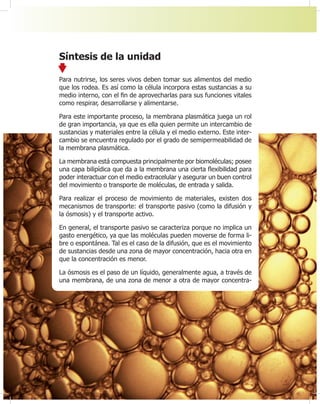 56
Síntesis de la unidad
Para nutrirse, los seres vivos deben tomar sus alimentos del medio
que los rodea. Es así como la célula incorpora estas sustancias a su
medio interno, con el ¿n de aprovecharlas para sus funciones vitales
como respirar, desarrollarse y alimentarse.
Para este importante proceso, la membrana plasmática juega un rol
de gran importancia, ya que es ella quien permite un intercambio de
sustancias y materiales entre la célula y el medio externo. Este inter-
cambio se encuentra regulado por el grado de semipermeabilidad de
la membrana plasmática.
La membrana está compuesta principalmente por biomoléculas; posee
una capa bilipídica que da a la membrana una cierta Àexibilidad para
poder interactuar con el medio extracelular y asegurar un buen control
del movimiento o transporte de moléculas, de entrada y salida.
Para realizar el proceso de movimiento de materiales, existen dos
mecanismos de transporte: el transporte pasivo (como la difusión y
la ósmosis) y el transporte activo.
En general, el transporte pasivo se caracteriza porque no implica un
gasto energético, ya que las moléculas pueden moverse de forma li-
bre o espontánea. Tal es el caso de la difusión, que es el movimiento
de sustancias desde una zona de mayor concentración, hacia otra en
que la concentración es menor.
La ósmosis es el paso de un líquido, generalmente agua, a través de
una membrana, de una zona de menor a otra de mayor concentra-
 