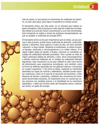 Unidad 2
57
ción de soluto, lo que genera el movimiento de moléculas de solven-
te, en este caso agua, para lograr el equilibrio en ambas zonas.
El transporte activo, por otra parte, es un proceso que implica un
gasto energético. Esto es porque en este caso las moléculas se trasla-
dan desde una zona de menor concentración a una más concentrada.
Este transporte se realiza a través de proteínas transportadoras, las
que se acoplan a moléculas de energía (ATP).
El transporte activo es de gran importancia para la célula, ya que gra-
cias a este proceso, puede mover partículas de alimento, sustancias,
toxinas y desechos, hacia adentro o fuera de ella, así como también
«devorar» a otras células. Mediante la endocitosis, la célula incorpo-
ra líquidos, partículas o microorganismos a su medio interno. Si la
célula ingiere gotas de líquido o Àuidos, entonces se mani¿esta un
subtipo de endocitosis llamada pinocitosis. Pero cuando se trata de
ingerir partículas sólidas de alimento, o bien, otros microorganismos
o células, entonces hablamos de un subtipo de endocitosis llamado
fagocitosis. Este mecanismo es de gran utilidad no sólo como forma
de alimentación para organismos unicelulares, sino también como
la forma de defensa ejecutada por los glóbulos blancos o leucocitos
en nuestro organismo. Y así como la célula, mediante su membrana
plasmática es capaz de nutrirse y defenderse, también puede expul-
sar sustancias, como en el caso de la secreción de hormonas, o bien
liberarse de toxinas y desechos, mediante otro mecanismo de trans-
porte denominado exocitosis. Es importante tener en cuenta que es-
tos procesos son posibles gracias a la Àexibilidad de la membrana
plasmática, y dado que forman parte del transporte activo, implican
por cierto, un gasto de energía.
Burbujas, foto Yosia Urip, EE.UU, 2007.
 