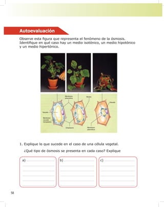 58
Autoevaluación
Observe esta ¿gura que representa el fenómeno de la ósmosis.
Identi¿que en qué caso hay un medio isotónico, un medio hipotónico
y un medio hipertónico.
1. Explique lo que sucede en el caso de una célula vegetal.
¿Qué tipo de ósmosis se presenta en cada caso? Explique
a) b) c)
 