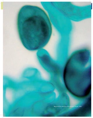 Unidad 1
7
Germinación, foto Kriss Szkurlatowski, Polonia, 2009.
 