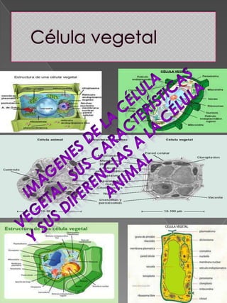 Célula vegetalImágenes de la célula vegetal  sus características y sus diferencias a la célula animal