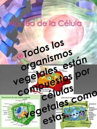 Núcleo de la CélulaTodos los organismos vegetales  están compuestos por células vegetales como estas…….