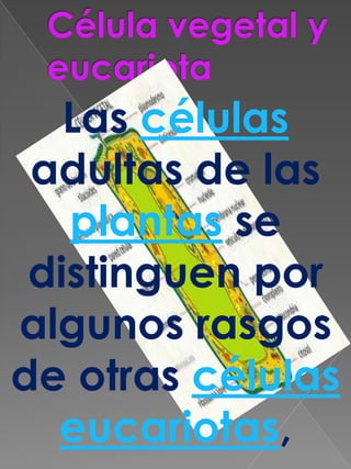 Célula vegetal y eucariota Las células adultas de las plantas se distinguen por algunos rasgos de otras células eucariotas, 