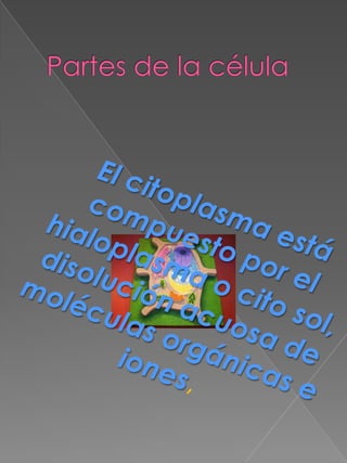 Partes de la célulaEl citoplasma está compuesto por el hialoplasma o cito sol, disolución acuosa de moléculas orgánicas e iones, 