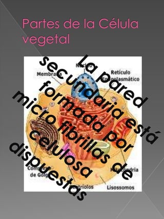 Partes de la Célula vegetal La pared secundaria está formada por micro fibrillas de celulosa dispuestas
