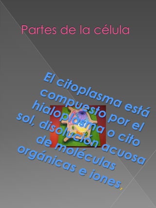 Partes de la célulaEl citoplasma está compuesto por el hialoplasma o cito sol, disolución acuosa de moléculas orgánicas e iones, 