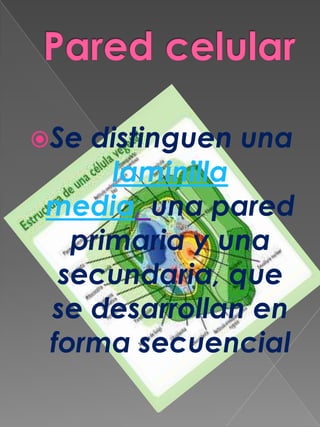 Pared celular Se distinguen una laminilla media, una pared primaria y una secundaria, que se desarrollan en forma secuencial