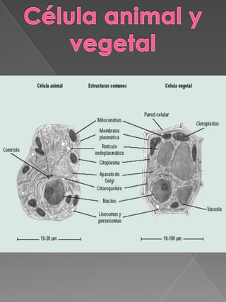 Célula animal y vegetal Diferencias y cualidades de una célula animal y vegetal 