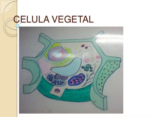 Celula Vegetal