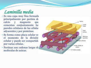Laminilla media

• Es una capa muy fina formada

principalmente por pectina de
calcio
y
magnesio
que
cementan conjuntamente las
paredes celulares de las células
adyacentes y por proteínas.
• Se forma como placa celular en
el momento de la división
celular y puede ser compartida
por varias células.
• Pectinas son cadenas largas de
moléculas de azúcar.

 