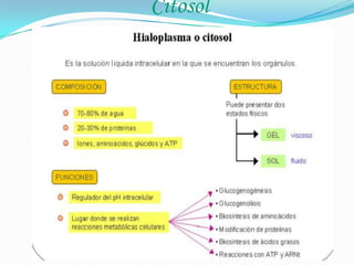 Citosol

 