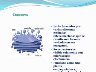 Dictionsoma
 Están formados por

varias cisternas
estibadas
interconectadas que se
ramifican o forman
vesículas en sus
márgenes.
 Su estructura es
visible solamente con
microscopio
electrónico.
 Funciona como una
planta
empaquetadora,

 