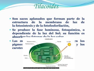 Tilacoides
 Son sacos aplanados que forman parte de la

estructura de la membrana de luz de
la fotosíntesis y de la fotofosforilación.
 Se produce la fase luminosa, fotoquímica, o
dependiente de la luz del Sol; su función es
absorber los fotones de la luz solar.
 Las membranas internas que contienen los
pigmentos fotosintéticos: las clorofilas y los
carotenoides.

 