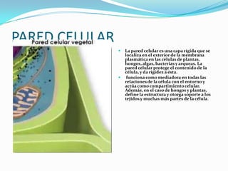 PARED CELULAR




La pared celular es una capa rígida que se
localiza en el exterior de la membrana
plasmática en las células de plantas,
hongos, algas, bacterias y arqueas. La
pared celular protege el contenido de la
célula, y da rigidez a ésta.
funciona como mediadora en todas las
relaciones de la célula con el entorno y
actúa como compartimiento celular.
Además, en el caso de hongos y plantas,
define la estructura y otorga soporte a los
tejidos y muchas más partes de la célula.

 