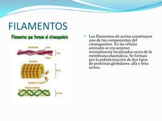 FILAMENTOS
 Los filamentos de actina constituyen
uno de los componentes del
citoesqueleto. En las células
animales se encuentran
normalmente localizados cerca de la

membrana plasmática. Se forman
por la polimerización de dos tipos
de proteínas globulares: alfa y beta
actina.

 