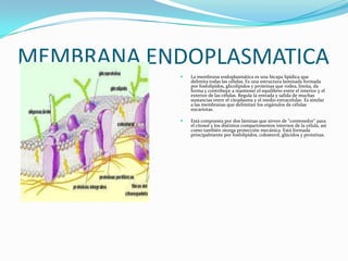 MEMBRANA ENDOPLASMATICA


La membrana endoplasmática es una bicapa lipídica que
delimita todas las células. Es una estructura laminada formada
por fosfolípidos, glicolípidos y proteínas que rodea, limita, da
forma y contribuye a mantener el equilibrio entre el interior y el
exterior de las células. Regula la entrada y salida de muchas
sustancias entre el citoplasma y el medio extracelular. Es similar
a las membranas que delimitan los orgánulos de células
eucariotas.



Está compuesta por dos láminas que sirven de "contenedor" para
el citosol y los distintos compartimentos internos de la célula, así
como también otorga protección mecánica. Está formada
principalmente por fosfolípidos, colesterol, glúcidos y proteínas.

 