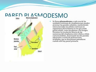 PARED PLASMODESMO


Se llama plasmodesmo a cada una de las
unidades continuas de citoplasma que pueden
atravesar las paredes celulares, manteniendo
interconectadas las células continuas en
organismos pluricelulares en los que existe
pared celular, como las plantas o los hongos.
Permiten la circulación directa de las
sustancias del citoplasma entre célula y célula
comunicándolas, atravesando las dos paredes
adyacentes a través de perforaciones
acopladas, que se denominan pateaduras
cuando sólo hay pared primaria.

 