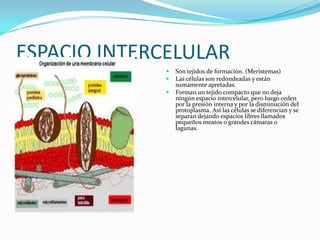 ESPACIO INTERCELULAR




Son tejidos de formación. (Meristemas)
Las células son redondeadas y están
sumamente apretadas.
Forman un tejido compacto que no deja
ningún espacio intercelular, pero luego ceden
por la presión interna y por la disminución del
protoplasma. Así las células se diferencian y se
separan dejando espacios libres llamados
pequeños meatos o grandes cámaras o
lagunas.

 