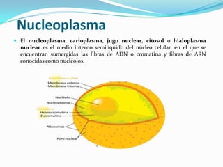 Nucleoplasma
 El nucleoplasma, carioplasma, jugo nuclear, citosol o hialoplasma
nuclear es el medio interno semilíquido del núcleo celular, en el que se
encuentran sumergidas las fibras de ADN o cromatina y fibras de ARN
conocidas como nucléolos.

 