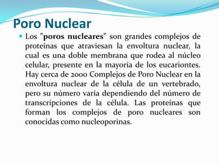 Poro Nuclear
 Los "poros nucleares" son grandes complejos de

proteínas que atraviesan la envoltura nuclear, la
cual es una doble membrana que rodea al núcleo
celular, presente en la mayoría de los eucariontes.
Hay cerca de 2000 Complejos de Poro Nuclear en la
envoltura nuclear de la célula de un vertebrado,
pero su número varía dependiendo del número de
transcripciones de la célula. Las proteínas que
forman los complejos de poro nucleares son
conocidas como nucleoporinas.

 