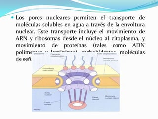  Los poros nucleares permiten el transporte de

moléculas solubles en agua a través de la envoltura
nuclear. Este transporte incluye el movimiento de
ARN y ribosomas desde el núcleo al citoplasma, y
movimiento de proteínas (tales como ADN
polimerasa y lamininas), carbohidratos, moléculas
de señal y lípidos hacia el núcleo.

 