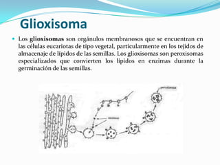Glioxisoma
 Los glioxisomas son orgánulos membranosos que se encuentran en

las células eucariotas de tipo vegetal, particularmente en los tejidos de
almacenaje de lípidos de las semillas. Los glioxisomas son peroxisomas
especializados que convierten los lípidos en enzimas durante la
germinación de las semillas.

 