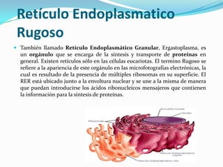 Retículo Endoplasmatico
Rugoso
 También llamado Retículo Endoplasmático Granular, Ergastoplasma, es
un orgánulo que se encarga de la síntesis y transporte de proteínas en
general. Existen retículos sólo en las células eucariotas. El termino Rugoso se
refiere a la apariencia de este orgánulo en las microfotografías electrónicas, la
cual es resultado de la presencia de múltiples ribosomas en su superficie. El

RER está ubicado junto a la envoltura nuclear y se une a la misma de manera
que puedan introducirse los ácidos ribonucleicos mensajeros que contienen
la información para la síntesis de proteínas.

 