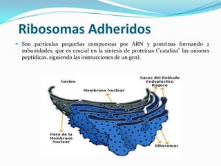 Ribosomas Adheridos
 Son partículas pequeñas compuestas por ARN y proteínas formando 2
subunidades, que es crucial en la síntesis de proteínas ("cataliza" las uniones
peptídicas, siguiendo las instrucciones de un gen).

 