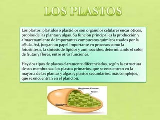 Los plastos, plástidos o plastidios son orgánulos celulares eucarióticos,
propios de las plantas y algas. Su función principal es la producción y
almacenamiento de importantes compuestos químicos usados por la
célula. Así, juegan un papel importante en procesos como la
fotosíntesis, la síntesis de lípidos y aminoácidos, determinando el color
de frutas y flores, entre otras funciones.
Hay dos tipos de plastos claramente diferenciados, según la estructura
de sus membranas: los plastos primarios, que se encuentran en la
mayoría de las plantas y algas; y plastos secundarios, más complejos,
que se encuentran en el plancton.

 