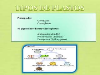 Pigmentados:
Cloroplastos
Cromoplastos
No pigmentados llamados leucoplastos:
Amiloplastos (almidón)
Protemoplastos (proteínas)
Elenioplastos (lípidos y grasas)

 