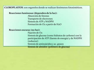 CLOROPLASTOS: son organelos donde se realizan fenómenos fotosintéticos.
Reacciones luminosas (dependen de la luz):
Absorción de fotones
Transporte de electrones
Síntesis de ATP y NADPH
Formación de O2 a partir de H2O
Reacciones oscuras (no luz):
Fijación de O2
Síntesis de glucosa (como hidratos de carbono) con la
participación de ATP (fuente de energía) y de NADPH
(reductor)
Síntesis de aminoácidos y ac. grasos
Síntesis de almidón (polímero de glucosa)

 
