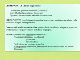 CROMOPLASTOS (llevan pigmentos).
Disueltos en glóbulos osmiofilos (xantofila)
Sobre fibrillas lipoproteicas (licopeno)
Pigmento forma cristales rodeados de membrana
LEUCOPLASTOS (en células embrionarias) aparecen en meristemos y tejidos en la
oscuridad excepto en la epidermis.
Características ultraestructurales: poseen doble membrana, sin grana, aparecen
crestas escasas y largas y túbulos aislados o en grupos.
Estroma: puede haber almidón (sin membrana)
Proteínas (rodeadas de membrana)
granulasas
paracristalinas
Fitoferritina: en gránulos pequeños
Plastoglobulos: osmiofilos, se tiñen con ácido ósmico como los lípidos
Ribosomas

 