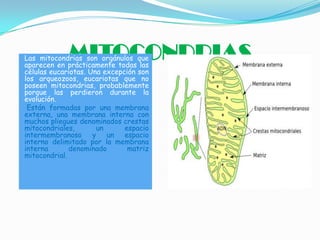 MITOCONDRIAS

Las mitocondrias son orgánulos que
aparecen en prácticamente todas las
células eucariotas. Una excepción son
los arqueozoos, eucariotas que no
poseen mitocondrias, probablemente
porque las perdieron durante la
evolución.
Están formadas por una membrana
externa, una membrana interna con
muchos pliegues denominados crestas
mitocondriales,
un
espacio
intermembranoso y un espacio
interno delimitado por la membrana
interna
denominado
matriz
mitocondrial.

 