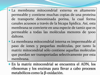  La membrana mitocondrial externa es altamente

permeable y contiene muchas copias de una proteína
de transporte denominada porina, la cual forma
canales acuosos a través de la bicapa lipídica. Así, esta
membrana se convierte en una especie de tamiz que es
permeable a todas las moléculas menores de 5000
daltons.
 La membrana mitocondrial interna es impermeable al
paso de iones y pequeñas moléculas, por tanto la
matriz mitocondrial sólo contiene aquellas moléculas
que puedan ser transportadas selectivamente por esta
membrana.
 En la matriz mitocondrial se encuentra el ADN, los
ribosomas y los enzimas para llevar a cabo procesos
metabólicos como la β-oxidación.

 