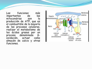 Las
funciones
más
importantes
de
las
mitocondrias
son
la
producción de ATP, que es
el combustible de la mayoría
de los procesos celulares,
realizar el metabolismo de
los ácidos grasos por un
proceso
denominado
βoxidación,
actuar
como
almacén de calcio y otras
funciones.

 