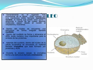 NÚCLEO



Generalmente
es
el
organelo
más
prominente de la célula. Está rodeado por
una membrana doble llamada membrana
nuclear, la misma que posee unos poros o
aberturas a través de las cuales algunas
moléculas pasan desde el núcleo al
citoplasma y viceversa.



Dentro del núcleo se encuentra una
estructura de forma irregular llamada
nucléolo.
Dentro del nucléolo se forma y almacena el
ARN, ácido nucleico muy importante para la
síntesis de las proteínas.





Además del nucléolo, dentro del núcleo de la
célula eucariótica se encuentra un material
llamado cromatina que está formado por
proteínas y ADN.



Durante la división celular, la cromatina
forma una estructura llamada cromosoma

 