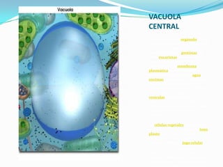 VACUOLA
CENTRAL
Una vacuola es un orgánulo celular
presente en todas las células de
plantas y hongos. También aparece
en algunas células protistas y de
otros eucariotas. Las vacuolas son
compartimentos cerrados o
limitados por la membrana
plasmática ya que contienen
diferentes fluidos, como agua o
enzimas, aunque en algunos casos
puede contener sólidos. La
mayoría de las vacuolas se forman
por la fusión de múltiples
vesículas membranosas. El
orgánulo no posee una forma
definida, su estructura varía según
las necesidades de la célula en
particular.
Las vacuolas que se encuentran en
las células vegetales son regiones
rodeadas de una membrana (tono
plasto o membrana vacuolar) y
llenas de un líquido muy
particular llamado jugo celular.
La célula vegetal inmadura
contiene una gran cantidad de
vacuolas pequeñas que aumentan
de tamaño y se van fusionando en
una sola y grande, a medida en que

 