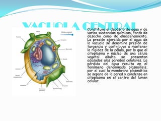 VACUOLA CENTRAL

Constituye el depósito de agua y de
varias sustancias químicas, tanto de
desecho como de almacenamiento.
La presión ejercida por el agua de
la vacuola se denomina presión de
turgencia y contribuye a mantener
la rigidez de la célula, por lo que el
citoplasma y núcleo de una célula
vegetal
adulta
se
presentan
adosados alas paredes celulares. La
pérdida del agua resulta en el
fenómeno denominado plasmólisis,
por el cual la membrana plasmática
se separa de la pared y condensa en
citoplasma en el centro del lumen
celular.

 