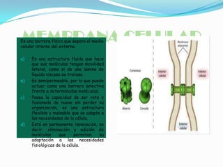 MEMBRANA CELULAR

Es una barrera física que separa el medio
celular interno del externo.
a)

b)

c)

d)

Es una estructura fluida que hace
que sus moléculas tengan movilidad
lateral, como si de una lámina de
líquido viscoso se tratase .
Es semipermeable, por lo que puede
actuar como una barrera selectiva
frente a determinadas moléculas;
Posee la capacidad de ser rota y
fusionada de nuevo sin perder su
organización, es una estructura
flexible y maleable que se adapta a
las necesidades de la célula;
Está en permanente renovación, es
decir, eliminación y adición de
moléculas
que
permiten
su
adaptación a las necesidades
fisiológicas de la célula.

 