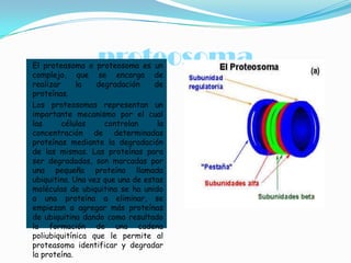 proteosoma

El proteasoma o proteosoma es un
complejo, que se encarga de
realizar
la
degradación
de
proteínas.
Los proteosomas representan un
importante mecanismo por el cual
las
células
controlan
la
concentración de determinadas
proteínas mediante la degradación
de las mismas. Las proteínas para
ser degradadas, son marcadas por
una pequeña proteína llamada
ubiquitina. Una vez que una de estas
moléculas de ubiquitina se ha unido
a una proteína a eliminar, se
empiezan a agregar más proteínas
de ubiquitina dando como resultado
la formación de una cadena
poliubiquitínica que le permite al
proteasoma identificar y degradar
la proteína.

 