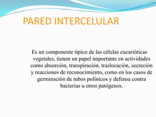 PARED INTERCELULAR
Es un componente típico de las células eucarióticas
vegetales, tienen un papel importante en actividades
como absorción, transpiración, traslocación, secreción
y reacciones de reconocimiento, como en los casos de
germinación de tubos polínicos y defensa contra
bacterias u otros patógenos.

 