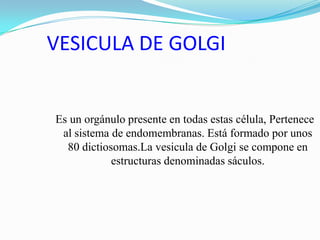 VESICULA DE GOLGI

Es un orgánulo presente en todas estas célula, Pertenece
al sistema de endomembranas. Está formado por unos
80 dictiosomas.La vesicula de Golgi se compone en
estructuras denominadas sáculos.

 