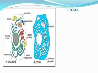 CITOSOL
A pesar de la
compartimentalización del
citoplasma, el citosol
(también denominado
hialoplasma o matriz
citoplasmática aunque cada
vez más en desuso),
representa el medio líquido
interno del citoplasma, que
llena todos los espacios fuera
de los organelos y en el que se
producen muchas funciones
citoplasmáticas. No se
considera pues parte del
citosol el contenido del lumen
de los compartimentos
separados por membrana. El
termino fluido intracelular se
refiere a todos los fluidos del
interior de una célula, tanto
del citosol como el fluido del
interior de todos los
organelos membranosos
incluido el núcleo. El citosol
es el principal

 