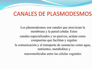 CANALES DE PLASMODESMOS
Los plasmodesmos son canales que atraviesan la
membrana y la pared celular. Estos
canales especializados y no pasivos, actúan como
compuertas que facilitan y regulan
la comunicación y el transporte de sustancias como agua,
nutrientes, metabolitos y
macromoléculas entre las células vegetales

 