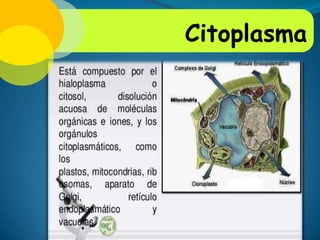 Peroxisomas:
Citoplasma

 
